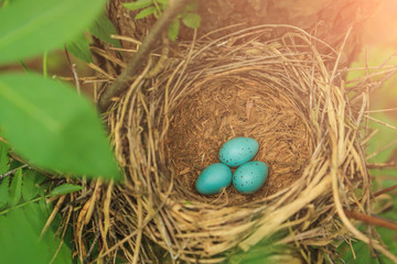 Three blue eggs in nest on a tree in the forest closeup	