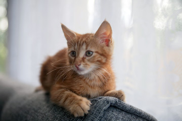  ginger small cute kitten.