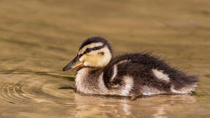 Duckling