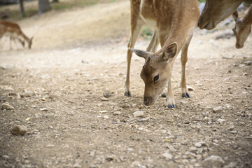 Deer Fallow eating freely in pasture