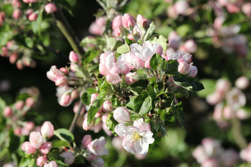 Zweig mit Apfelblüten in der Morgensonne.Where: Groß Flottbek, Hamburg.When: 05.05.2016.