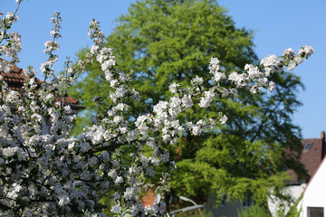 Zweig mit Apfelblüten vor grüner Buche.Where: Groß Flottbek, Hamburg.When: 08.05.2016.
