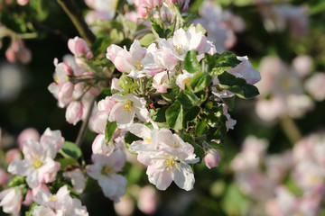 Zweig  mit leicht rosa getönten Apfelblüten und unscharfen Blüten im Hintergrund .Where: Groß Flottbek, Hamburg.When: 06.05.2016.