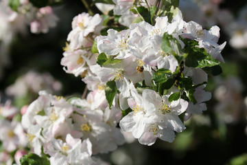 Zweig mit stark aufgeblühten Apfelblüten.Where: Groß Flottbek, Hamburg.When: 07.05.2016.