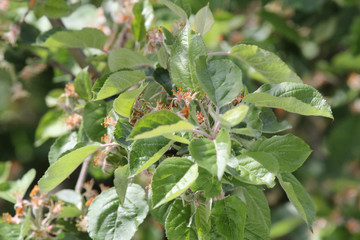 Zweig mit verblühten Apfelblüten.Where: Groß Flottbek, Hamburg.When: 16.05.2016