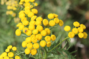 Gelbe Blumenstaude