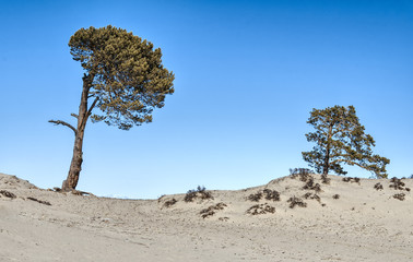 Fototapeta na wymiar two pines on the sand dunes against the blue sky