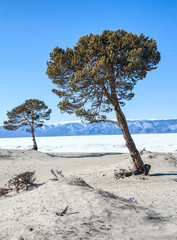two pines on the sand dunes on the background of snow-covered lake Baikal and the mountains