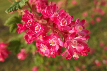 rote Blumenstaude .Where: Hamburg .When: 30.03.2014.