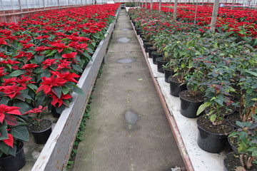 Poinsettia flowers. Christmas star flowers. Field of red Christmas star flowers in greenhouse for sale. Background texture photo of Christmas star flowers, floral pattern 