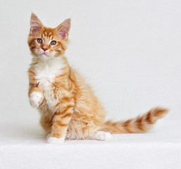 red kitten sitting and looking