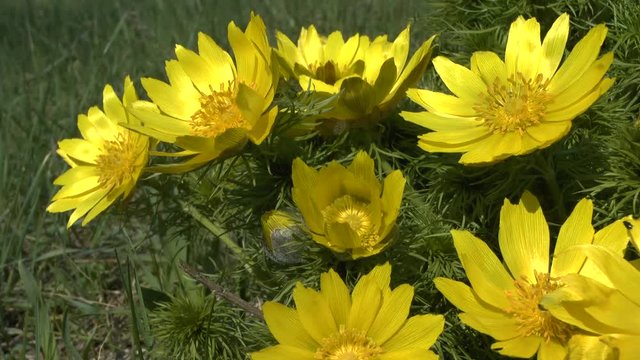 Spring: flowering bush of spring pheasant's eye (Adonis vernalis).
