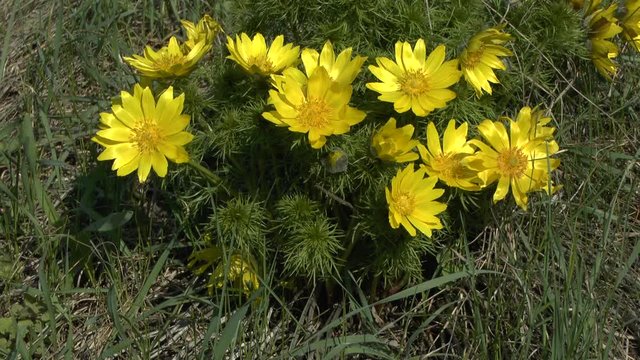 Spring: flowering bush of spring adonis (Adonis vernalis).
