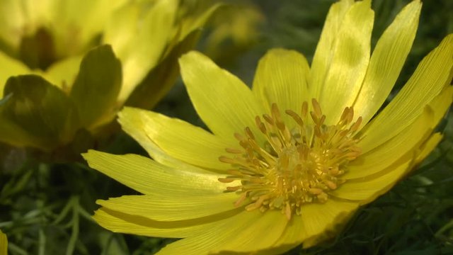Spring: yellow flowers of pheasant's eye (Adonis amurensis).
