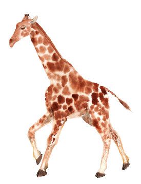 Watercolor running giraffe