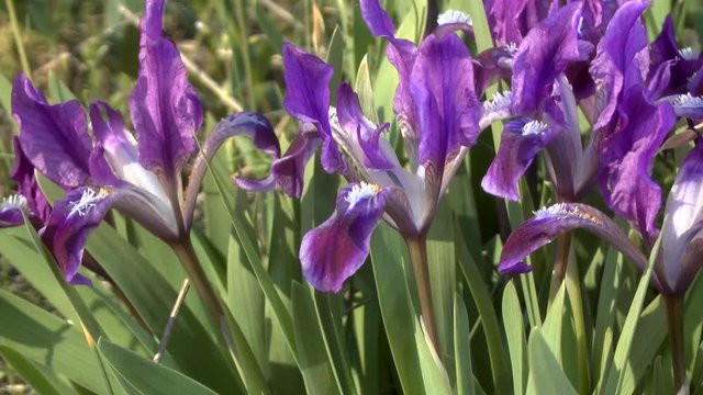 Spring: thickets of flowering Dwarf Iris (Iris pumila).
