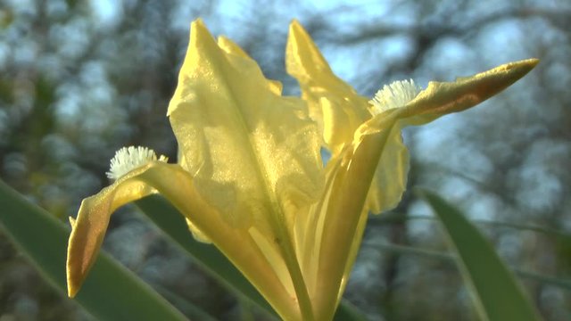 Spring: Blooming Dwarf Iris (Iris pumila) of yellow colour.

