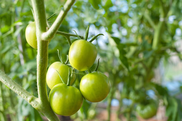 green tomato plants in greenhouse