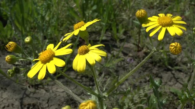 Spring: yellow flower of the wild plant Eastern groundsel (Senecio vernalis).
