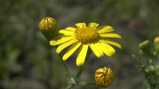 Spring: yellow flower of the wild plant Eastern groundsel (Senecio vernalis).
