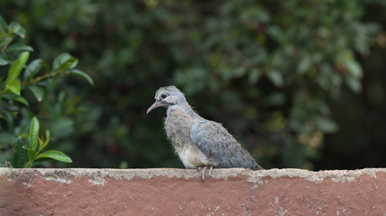 Baby Pigeon
