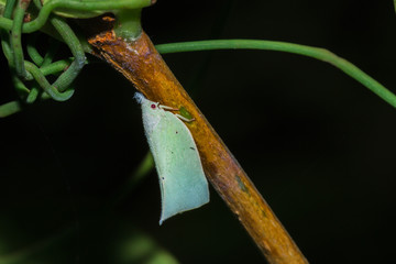 Fototapeta premium Beautiful White Moth with red eyes sitting resting, Nosy Komba, Madagascar
