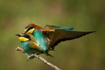 Fototapeta premium European bee eaters (Merops apiaster) mating
