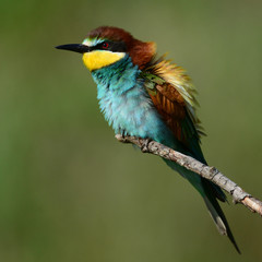 Obraz premium European bee eaters (Merops apiaster) sitting on a stick