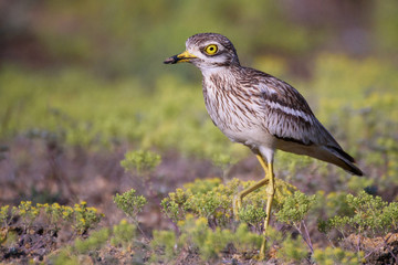 Obraz premium Eurasian stone curlew (Burhinus oedicnemus) on a beautiful background