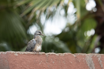 Baby Dove