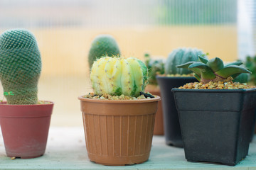Cactus in greenhouse
