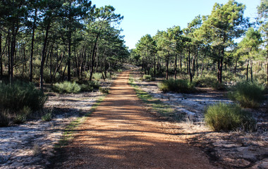 National forest Vila Real de Santo Antonio in Portugal