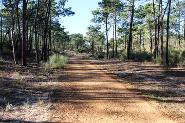 National forest Vila Real de Santo Antonio in Portugal