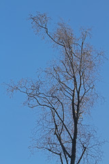 dürrer Baum