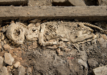 skeleton of a domestic cat, remains on the ground