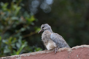 Baby Dove