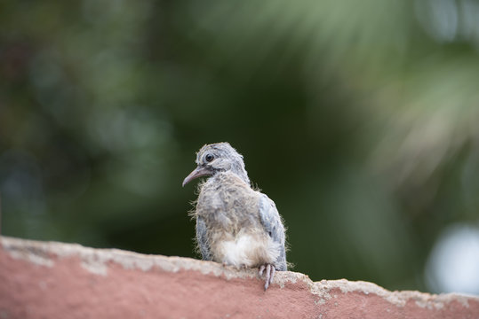 Young Pigeon