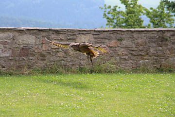 Uhu im Flug