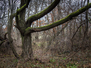 Alter Baum im Wald