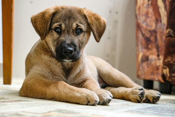 funny puppy Golden Retriever