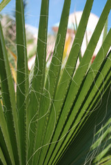 a leaf of a palm tree close up