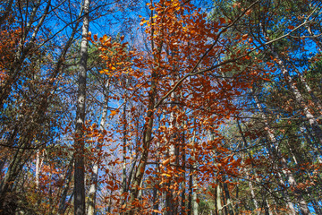 colorful autumn forest background 