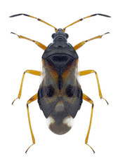 Bug Anthocoris nemorum on a white background