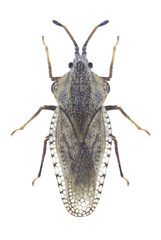 Bug Lasiacantha gracilis on a white background