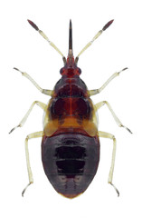 Bug Anthocoris nemorum on a white background