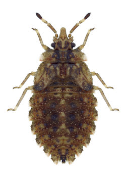 Bug Aradus betulae on a white background