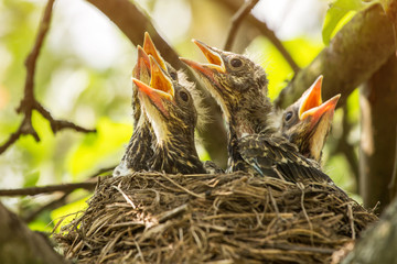 Four сhicks in a nest closeup on a tree branch in spring	