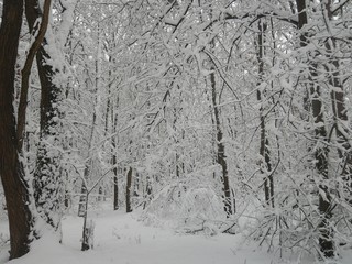 Первый Снег 