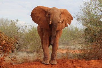 Naklejka na ściany i meble Elefant in Afrika