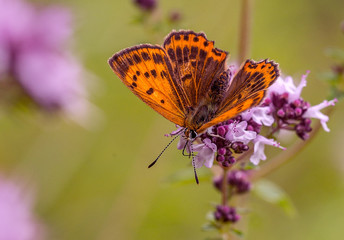 Fiery.Ogneno a red butterfly sits on a pink flower.